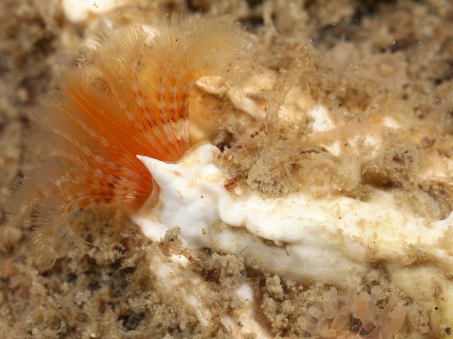 Spirobranchus Pomatoceros triqueter Keeled Tubeworm marine worm images