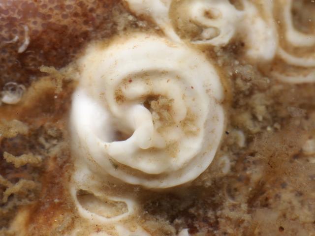 Spirorbis tridentatus Spiral Tubeworm marine worm images