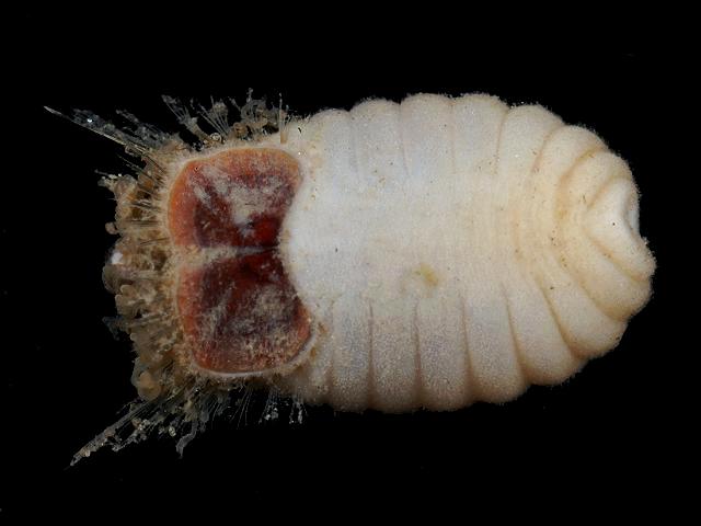 Sternaspis scutata Mud Owl sternaspidae sternaspid worm images