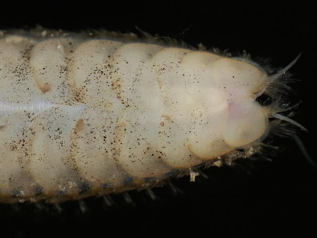 Sthenelais boa Sigalionid worm Sigalionidae Images