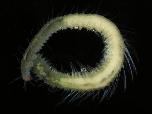 Syllidae Syllid black Polychaete marine worm images