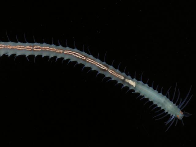 Syllidae Syllid black Polychaete marine worm images