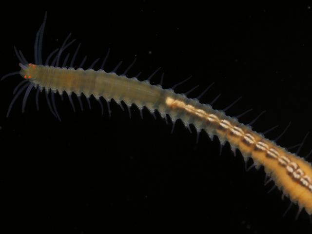 Syllidae Syllid black Polychaete marine worm images