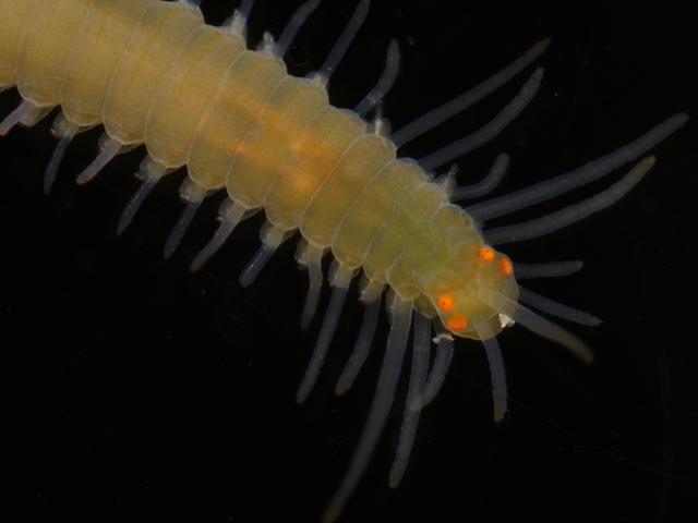 Syllidae Syllid black Polychaete marine worm images