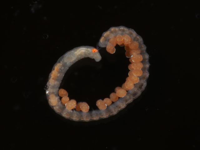 Syllidae Syllid orange Polychaete marine worm images