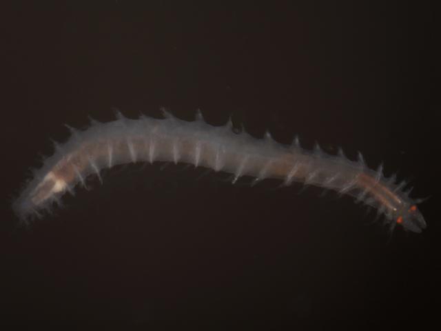 Syllidae Syllid black Polychaete marine worm images