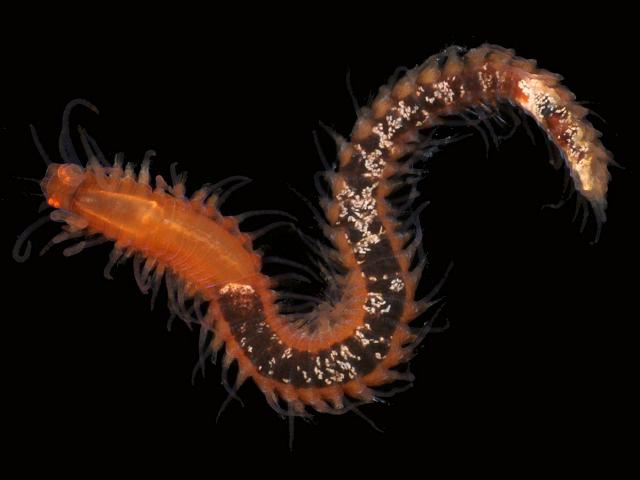 Eusyllis blomstrandi Syllid worm Syllidae black Polychaete marine worm images