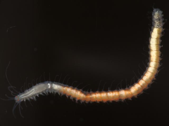 Syllidae Syllid black Polychaete marine worm images