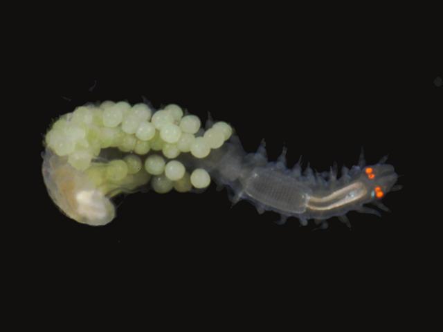 salvatoria clavata Syllidae Syllid Polychaete marine worm images