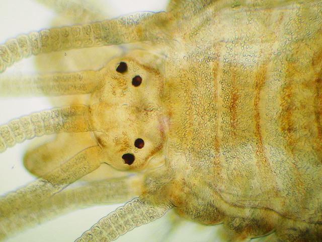 Syllidae Syllid black Polychaete marine worm images