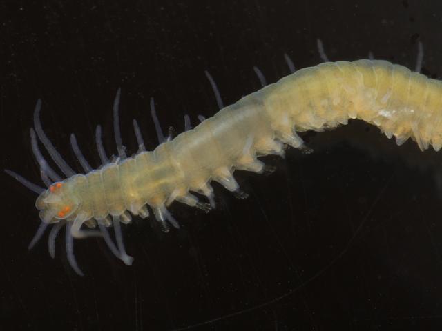 Odontosyllis species Syllidae Syllid Polychaete marine worm images
