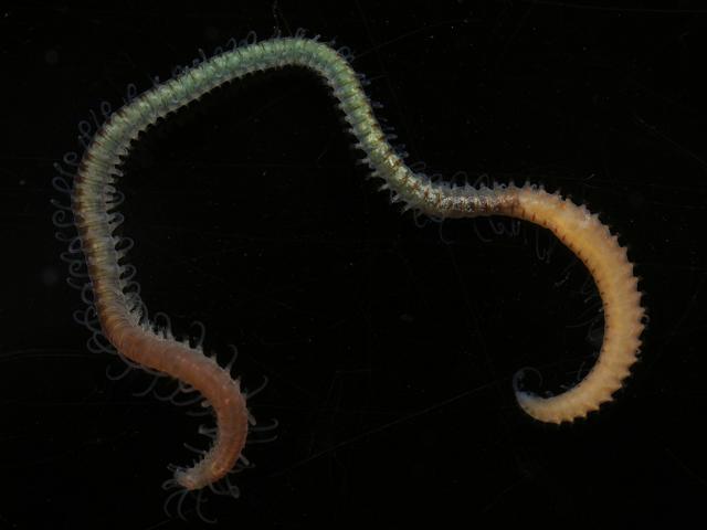 Syllidae Syllid Polychaete marine worm images