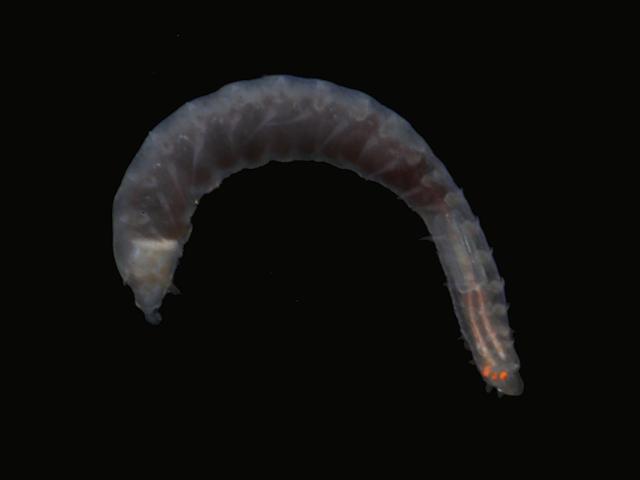 Syllidae Syllid black Polychaete marine worm images