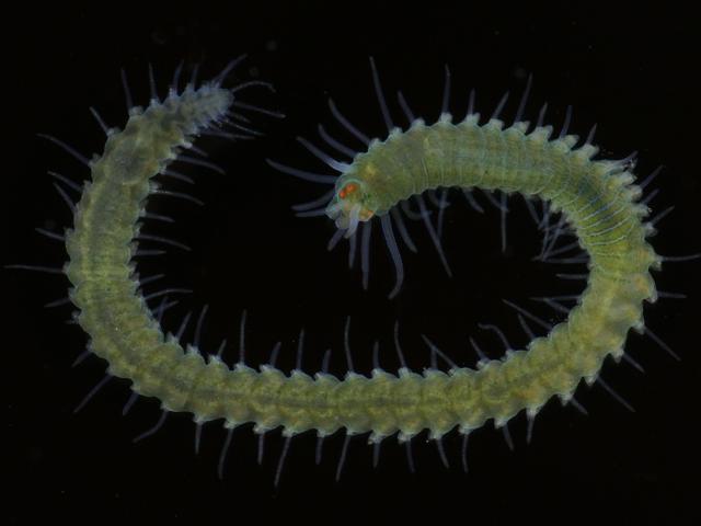 Syllidae Syllid black Polychaete marine worm images