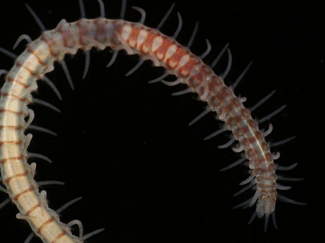 Syllis variegata Syllid Syllidae marine worm images