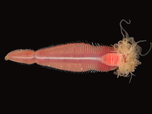 Terebella lapidaria Terebellidae Terebellid Polychaete Worm marine worm images