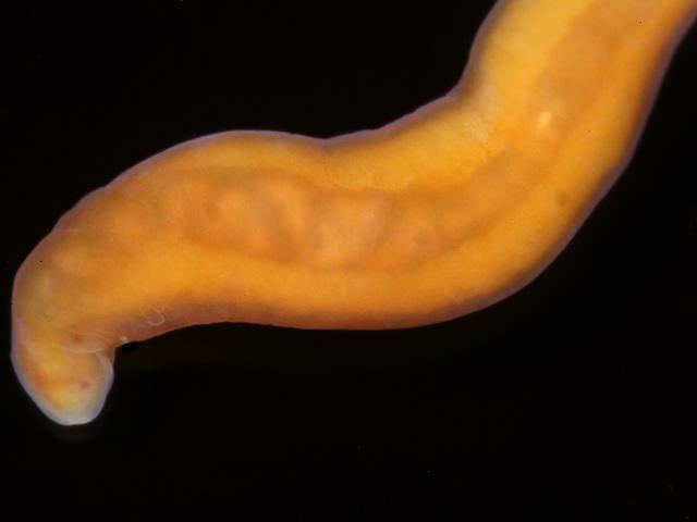Tetrastemma candidum tetrastemmatid tetrastemmatidae ribbon worm nemertean images