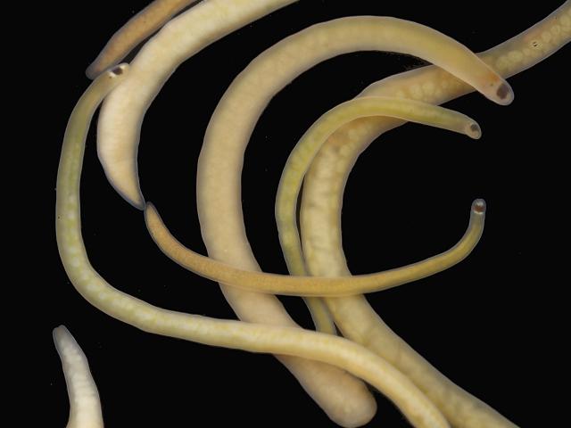 Tetrastemma melanocephalum tetrastemmatid tetrastemmatidae Ribbon worm Nemertean Images