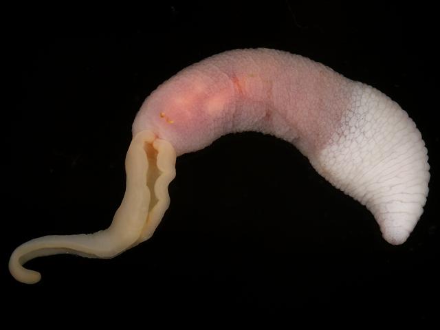 Thalassema thalassemum neptuni Spoon or Echiurid Worm Images