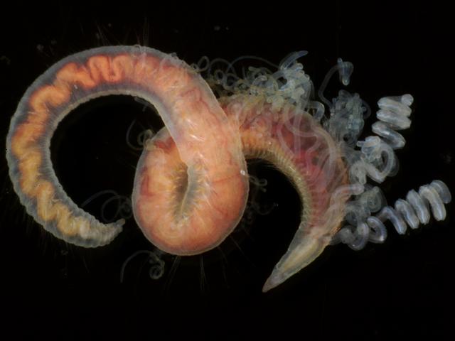 Tharyx species Cirratulidae Marine Cirratulid Worm Images