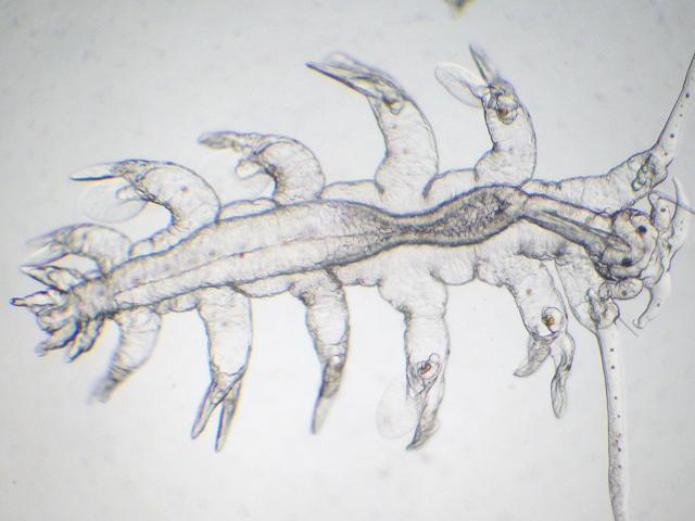 Tomopteris Johnstonella helgolandica tomopterid worm plankton larva marine worm images