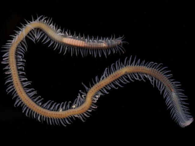Trypanosyllis zebra Syllid Syllidae marine worm images