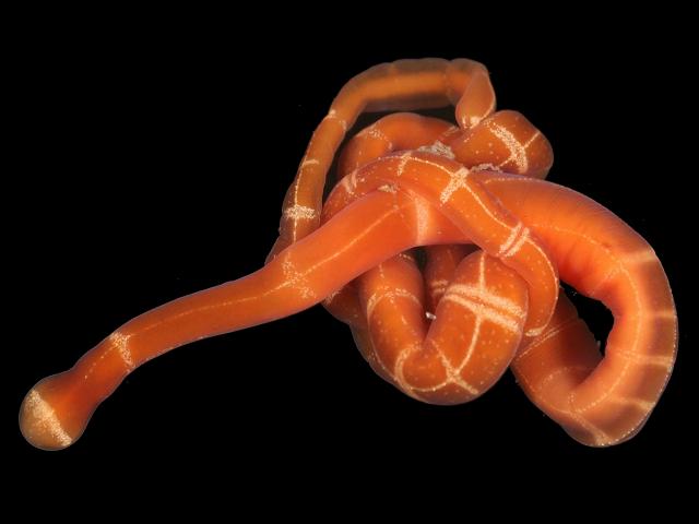 Tubulanus nothus Ribbon or Nemertean Worm Images