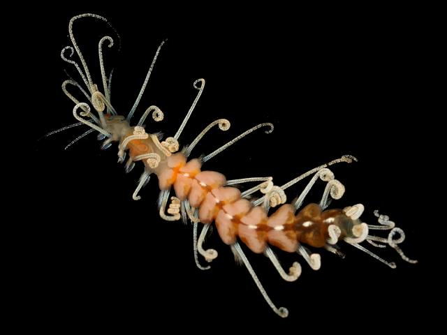 Amblyosyllis species white median stripe syllidae syllid marine worm images