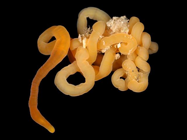 Cephalothrix simula Looe Hannafore Cornwall invasive non native toxic tetrodotoxin ttx Ribbon Worm Images