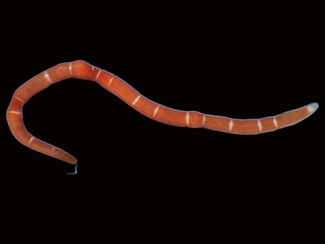 Micrura fasciolata Ribbon worm Images
