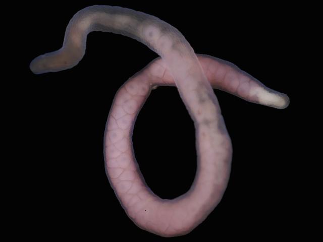 Nemertopsis species Newlyn Marine Ribbon Nemertea Nemertean Worm Images