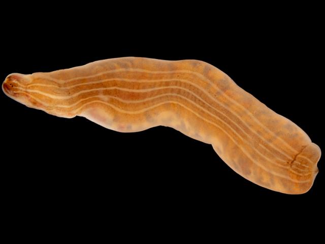 Punnettia splendida Bright ribbon worm drepanophoridae nemertean ballyhenry is strangord lough northern ireland christine morrow bernard picton marine worm images