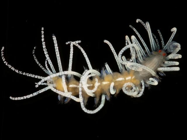 Amblyosyllis species white median stripe syllidae syllid marine worm images