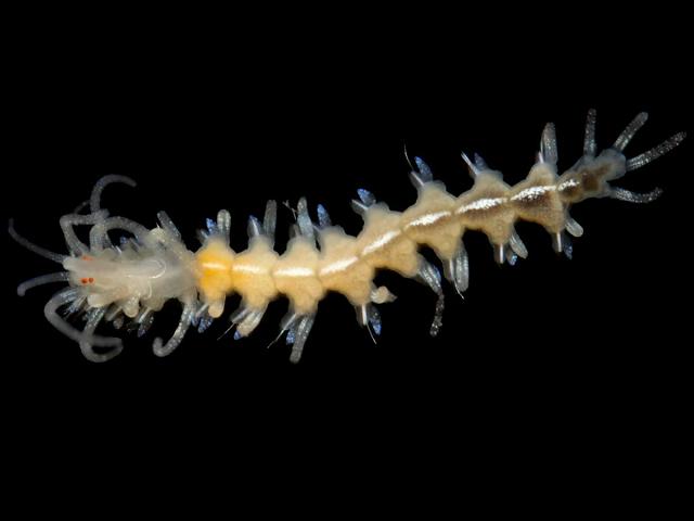 Amblyosyllis species white median stripe syllidae syllid marine worm images