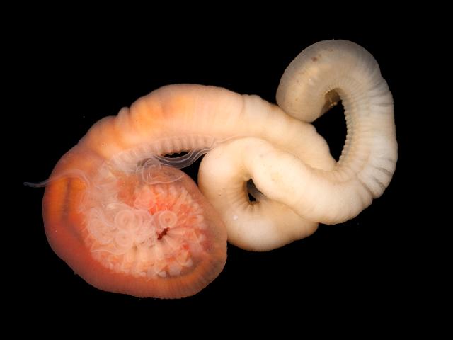 Amphitritides gracilis syn Amphitrite gracilis terebellidae marine worm images