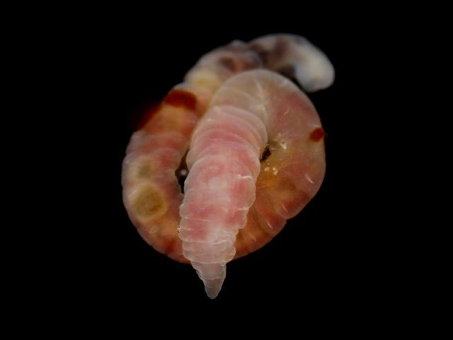 Capitella species capitellid capitellidae worm images