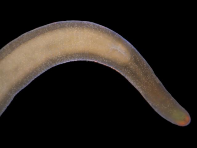 Cephalothrix rufifrons Nemertean Ribbon Worm Images