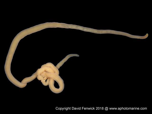Cephalothrix simula invasive non native toxic tetrodotoxin ttx Ribbon Worm Images