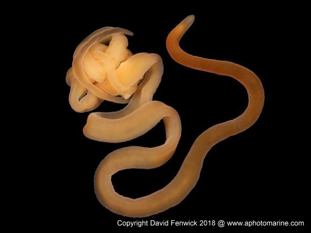 Cephalothrix simula invasive non native toxic tetrodotoxin ttx Ribbon Worm Images