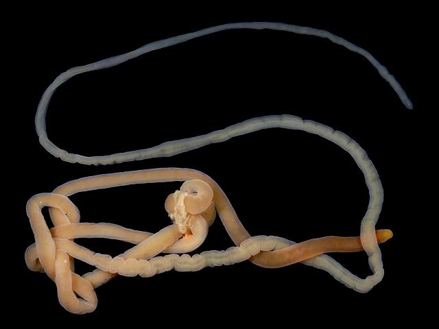 Cephalothrix simula Bovisand Beach Devon invasive non native toxic tetrodotoxin ttx Ribbon Worm Images