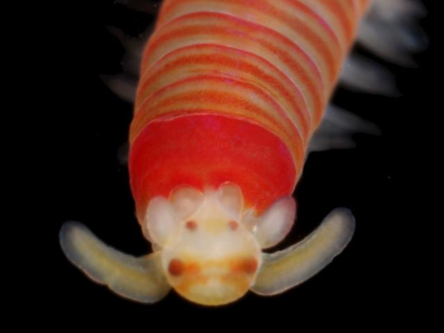 Dorvillea rubrovittata dorvilleid worm Dorvilleidae marine worm images