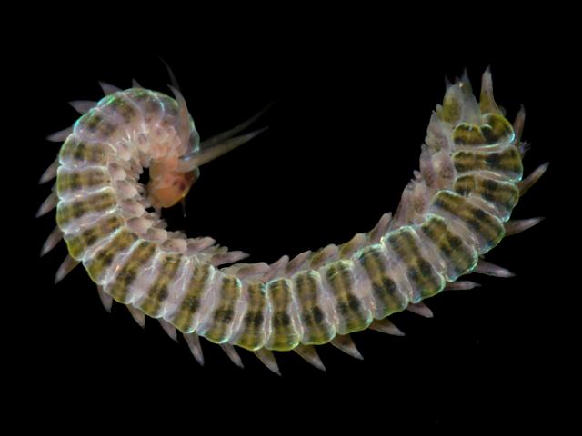 Eulalia ornata Phyllodocid marine worm images