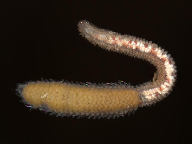 Eurysyllis tuberculata epitoke Syllid Syllidae marine worm images