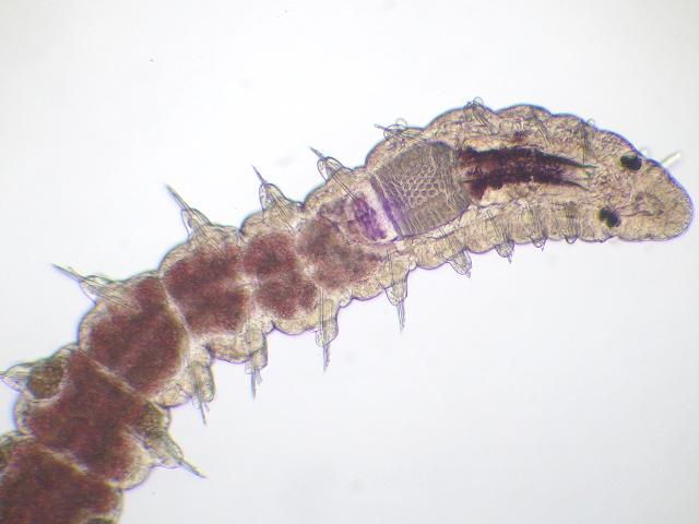Exogone naidina Syllidae Syllid orange Polychaete marine worm images
