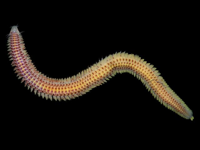 Mysta picta Eteone Phyllodocid Phyllodocidae marine worm images