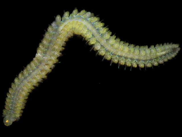 Mystides caeca Phyllodocid Phyllodocidae marine worm images