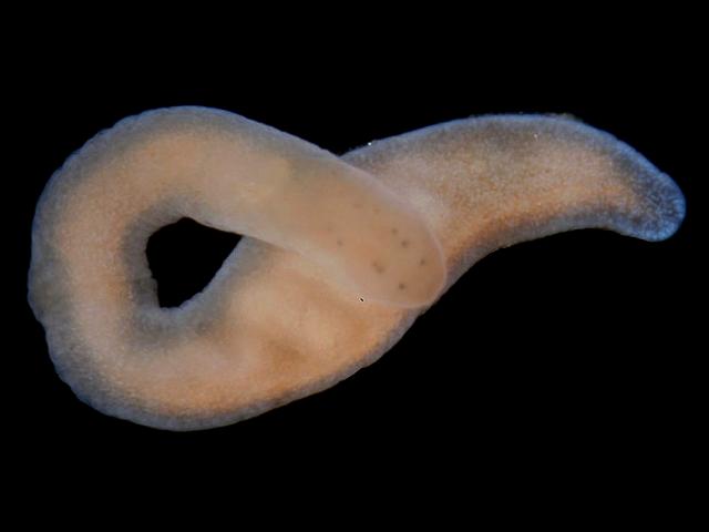 Nemertean species ten eyed Hannafore Cornwall ribbon or nemertean worm images