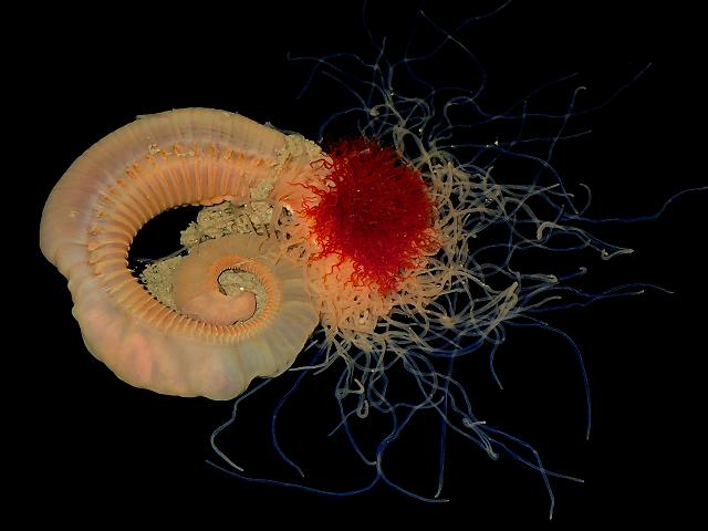 Neoamphitrite figulus terebellid or spaghetti worm terebellidae marine worm images
