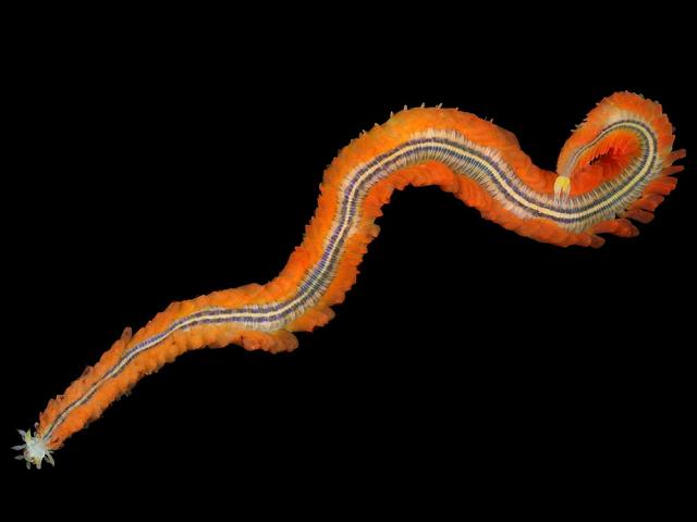 Nereiphylla rubiginosa Phyllodocid Phyllodocidae marine worm images
