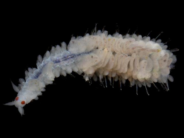 Nereiphylla sp close to or rubiginosa phyllodocidae phyllodocid worm images